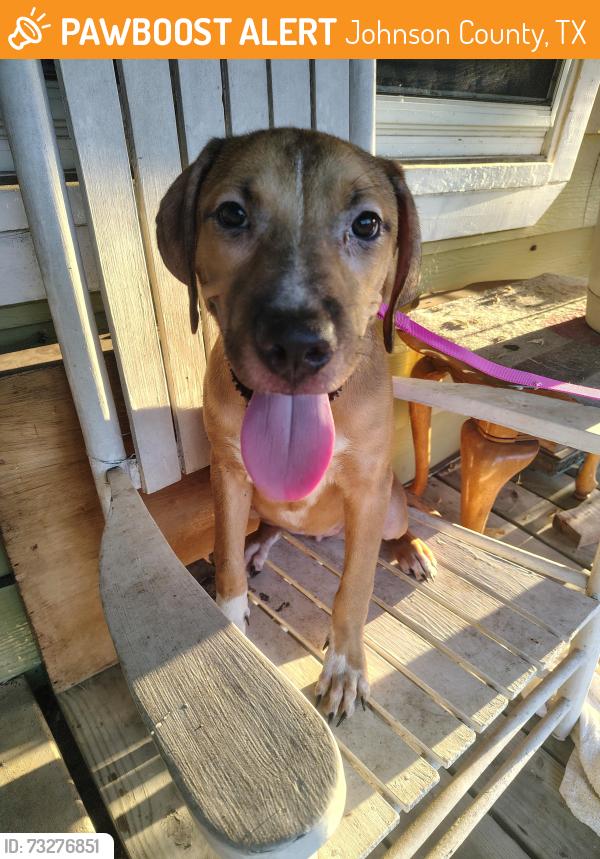 Found/Stray Female Dog last seen CR 313 and I-35 service road, Johnson County, TX 76009