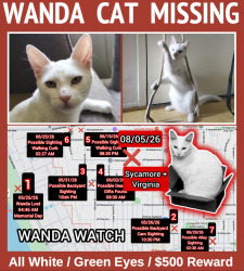 Lost Female Cat last seen Virginia and Sycamore, El Segundo, CA 90245