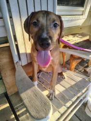 Found/Stray Female Dog last seen CR 313 and I-35 service road, Johnson County, TX 76009
