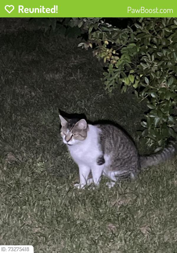 Reunited Unknown Cat last seen Hanover High School, Hanover, MA 02339