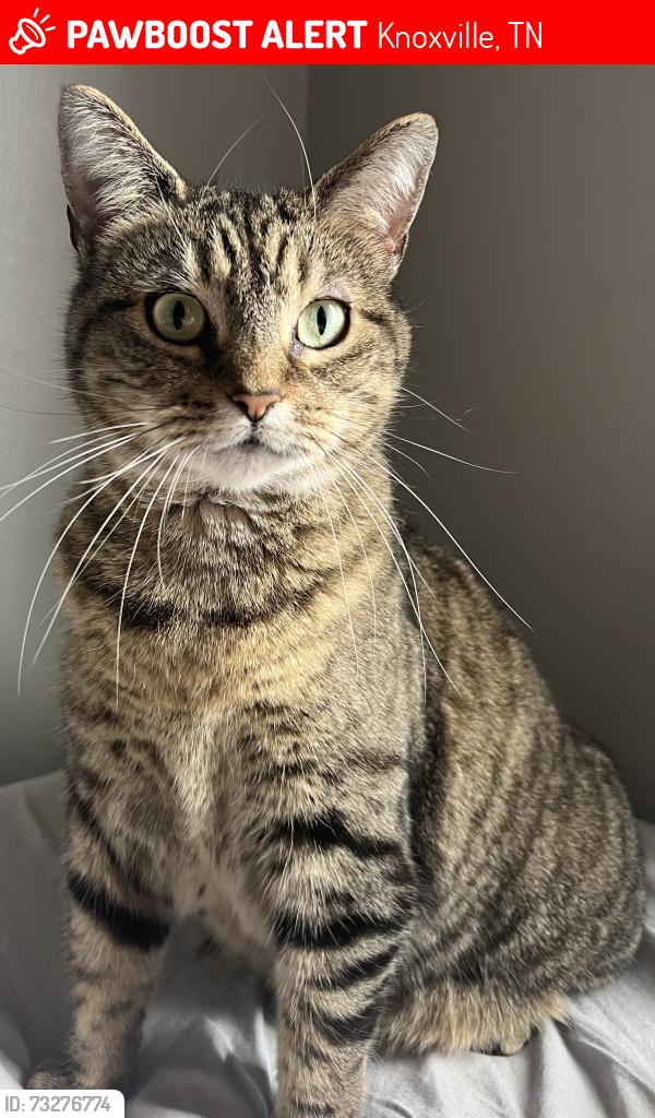 Lost Female Cat last seen Schaad Rd, Knoxville, TN 37921
