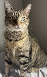 Lost Female Cat last seen Schaad Rd, Knoxville, TN 37921