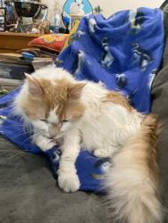 Lost Male Cat last seen Bahama Drive near Bimini Lane and Andros Lane, Indian Harbour Beach, FL 32937