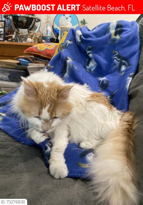Lost Male Cat last seen Bahama Drive near Bimini Lane and Andros Lane, Indian Harbour Beach, FL 32937
