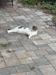 Reunited Female Cat last seen Hamlin and Walsingham, Largo, FL 33774