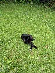 Lost Male Cat last seen Leftwich, Leftwich, England 