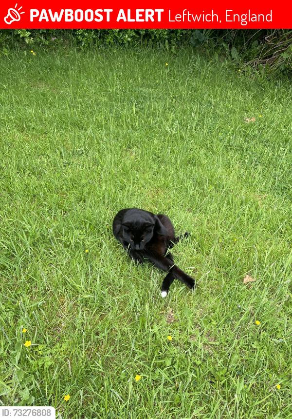 Lost Male Cat last seen Leftwich, Leftwich, England 