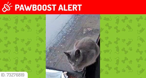 Lost Female Cat last seen She sits my hut around the front of my window, West Midlands, England 