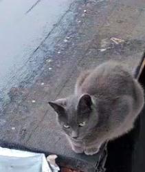 Lost Female Cat last seen She sits my hut around the front of my window, West Midlands, England 