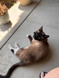 Found/Stray Female Cat last seen Van Buren Blvd., Riverside, CA 92508