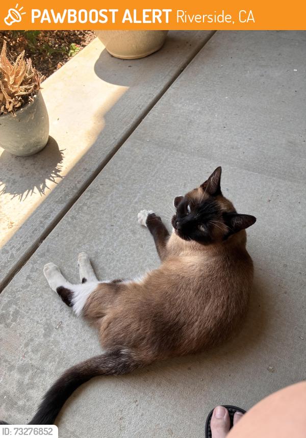 Found/Stray Female Cat last seen Van Buren Blvd., Riverside, CA 92508
