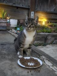 Reunited Unknown Cat last seen Sheffield Village, Oakland, CA 94605
