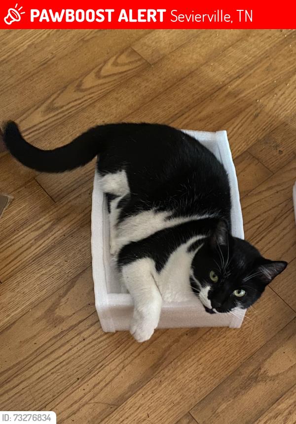 Lost Male Cat last seen Seaton Springs, Sevierville, TN 37876
