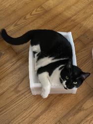 Lost Male Cat last seen Seaton Springs, Sevierville, TN 37876