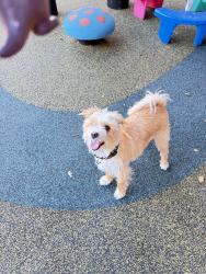 Reunited Male Dog last seen alum rock avenue and porter lane, San Jose, CA 95127