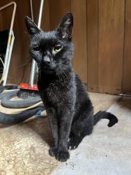 Found/Stray Male Cat last seen Plaza theater, Atlanta, GA 30306