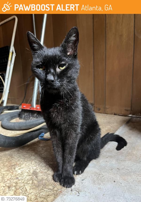 Found/Stray Male Cat last seen Plaza theater, Atlanta, GA 30306