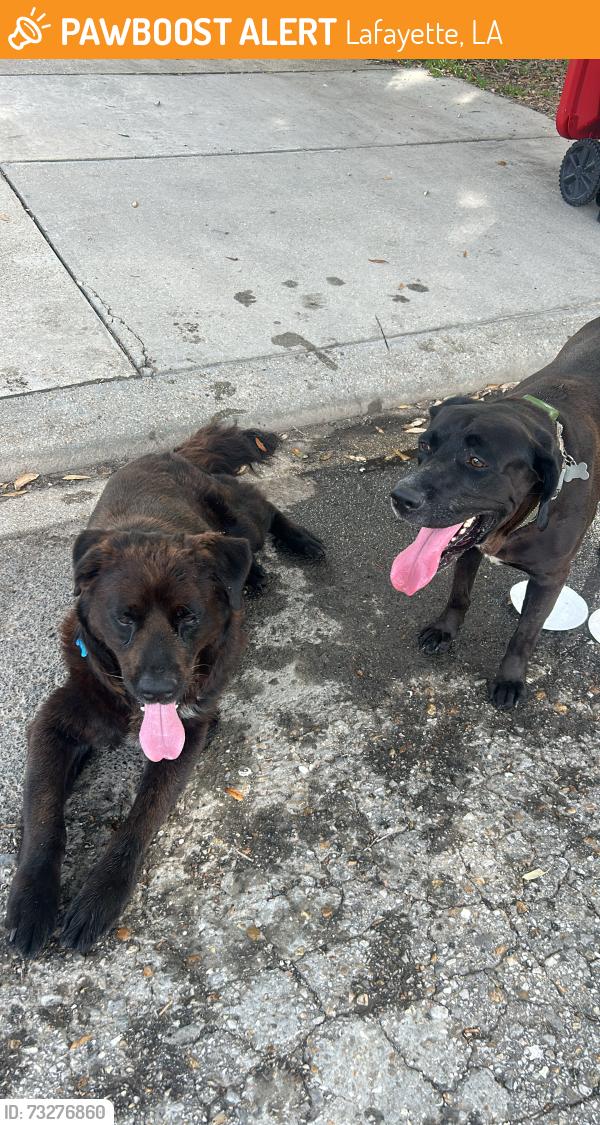 Found/Stray Male Dog last seen Cambridge drive, Lafayette, LA 70503