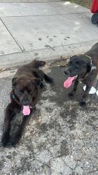 Found/Stray Male Dog last seen Cambridge drive, Lafayette, LA 70503
