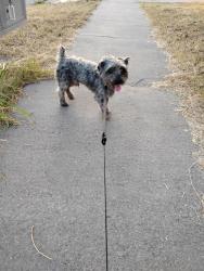 Found/Stray Male Dog last seen Glen Garden and Rosedale, Fort Worth, TX 76104