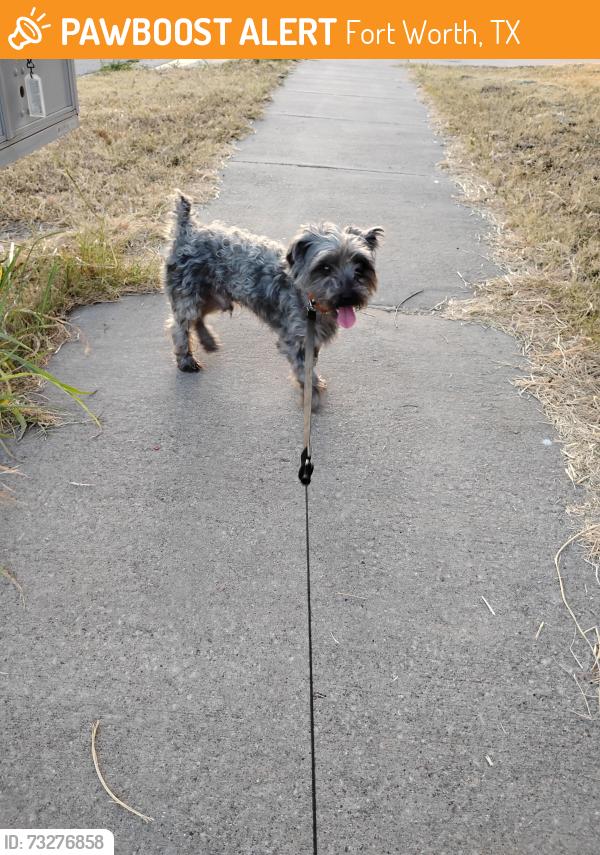 Found/Stray Male Dog last seen Glen Garden and Rosedale, Fort Worth, TX 76104