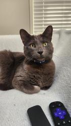 Reunited Male Cat last seen Todos santos, close to bart station, Concord, CA 94519