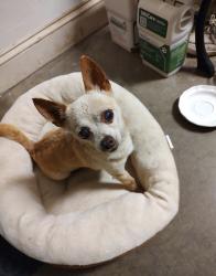 Found/Stray Male Dog last seen Near Walmart, West Stone Dr. Kingsport, TN, Kingsport, TN 37660