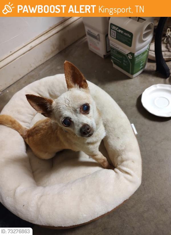 Found/Stray Male Dog last seen Near Walmart, West Stone Dr. Kingsport, TN, Kingsport, TN 37660