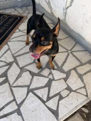 Found/Stray Unknown Dog last seen Camry springs, San Antonio, TX 78251