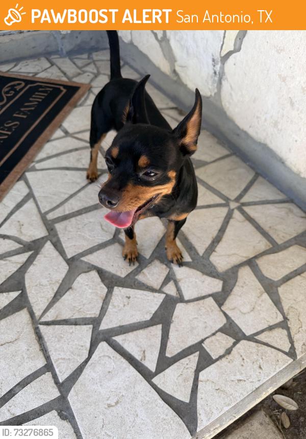 Found/Stray Unknown Dog last seen Camry springs, San Antonio, TX 78251