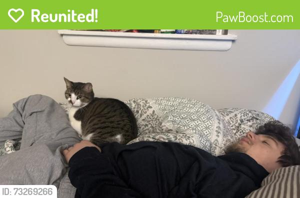 Reunited Female Cat last seen Glen Bernie, Kramer Ct. 8287 Kramer Ct, 21061 around neighorbhood, Glen Burnie, MD 21061