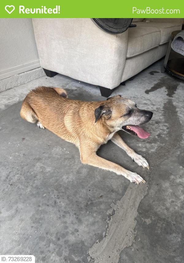 Reunited Male Dog last seen NW 67th Ave & NW 61st Ln, Ocala, FL 34482