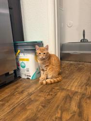 Found/Stray Male Cat last seen Berkshire Jones Forest apmts, Conroe, TX 77384
