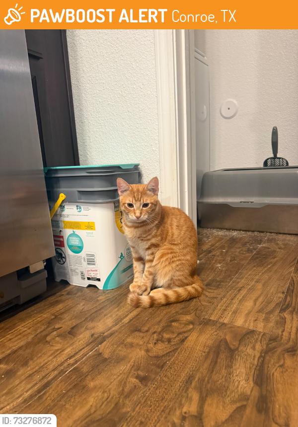 Found/Stray Male Cat last seen Berkshire Jones Forest apmts, Conroe, TX 77384