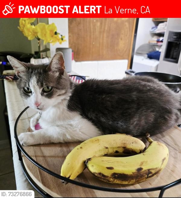 Lost Female Cat last seen Payson Street and Forland Avenue, La Verne, CA 91750