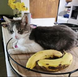 Lost Female Cat last seen Payson Street and Forland Avenue, La Verne, CA 91750
