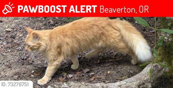 Lost Female Cat last seen SW Hyland Way & SW 31st Street in Beaverton's Highland Hills Neighborhood, Beaverton, OR 97008