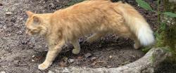 Lost Female Cat last seen SW Hyland Way & SW 31st Street in Beaverton's Highland Hills Neighborhood, Beaverton, OR 97008