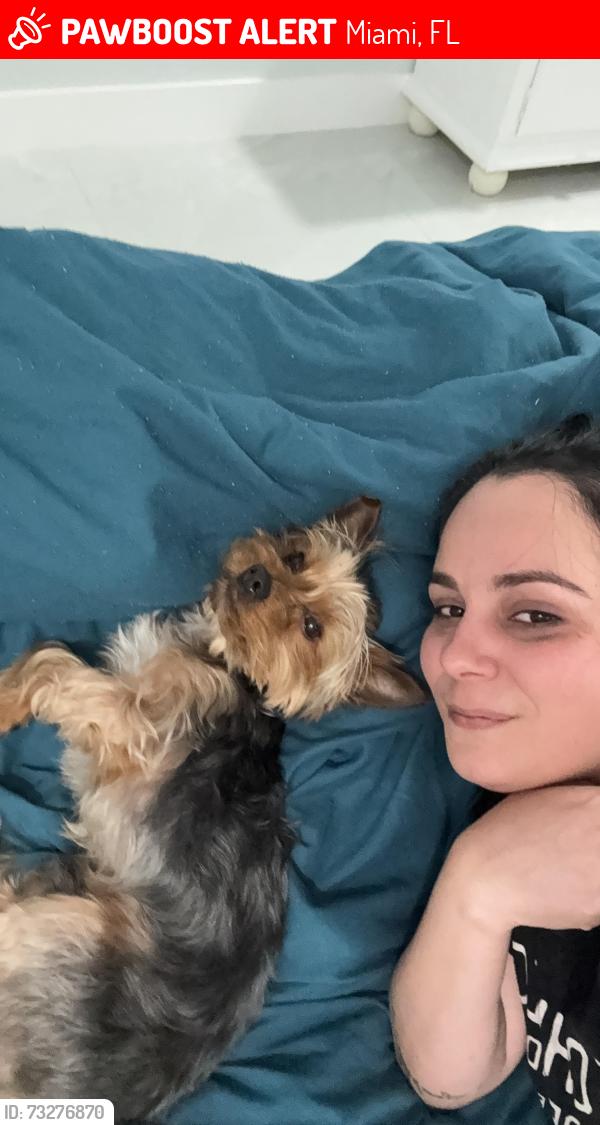 Lost Male Dog last seen Near Nw 100 th Ter Miami Fl, Miami, FL 33147