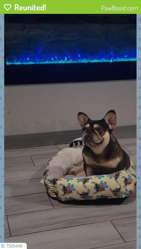 Reunited Female Dog last seen Wingtip, Houston, TX 77075