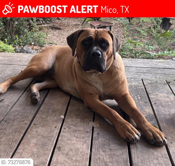 Lost Female Dog last seen CR 368 & CR 265, Mico, TX, Mico, TX 78056