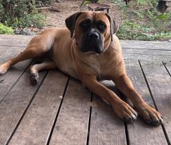 Lost Female Dog last seen CR 368 & CR 265, Mico, TX, Mico, TX 78056