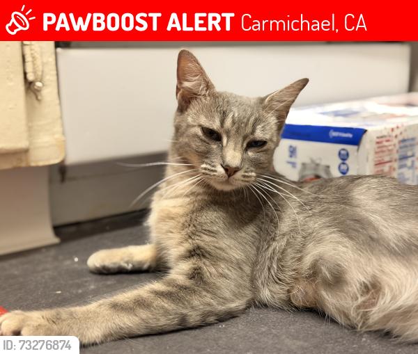Lost Female Cat last seen Auburn blvd, Carmichael, CA 95841