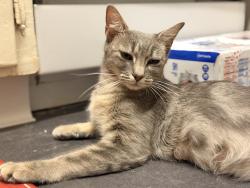 Lost Female Cat last seen Auburn blvd, Carmichael, CA 95841
