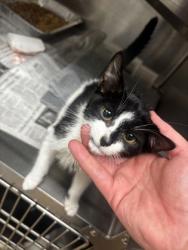 Shelter Stray Female Cat last seen Near Waldrop Hills Ter Decatur, 30034, 30034, GA, 3280 Chamblee Dunwoody Rd, Chamblee, GA 30341, USA