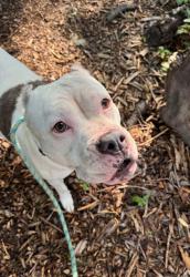 Shelter Stray Female Dog last seen Near North Bouldin St, 21205, MD, 2490 Giles Rd, Baltimore, MD 21225, USA