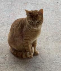 Lost Male Cat last seen England Avenue, Huntsville, AL 35801