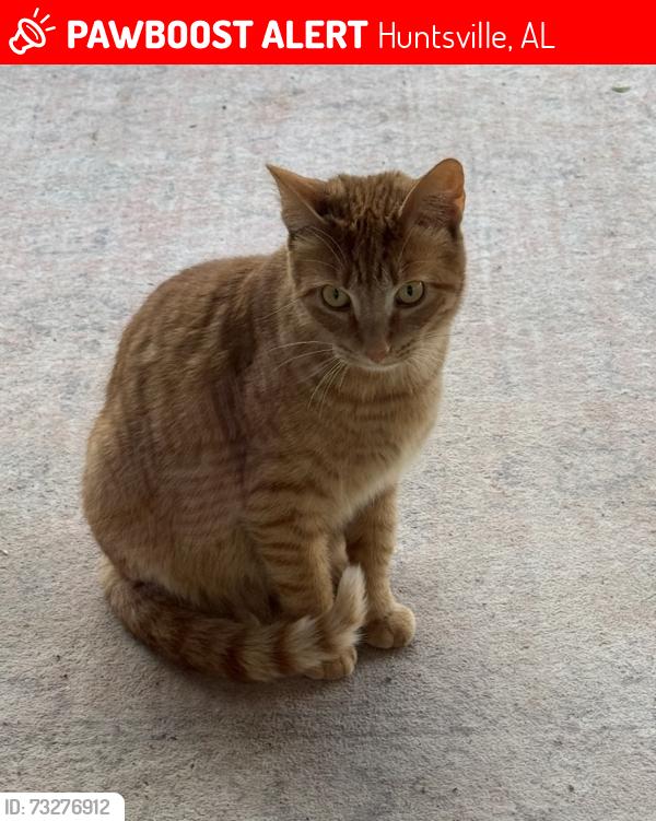 Lost Male Cat last seen England Avenue, Huntsville, AL 35801