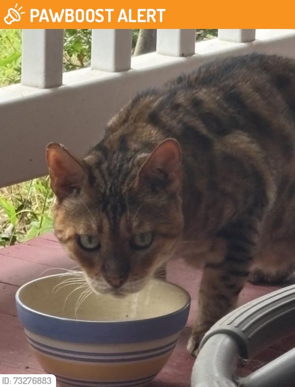 Found/Stray Unknown Cat last seen Amwell Road, Hillsborough Township, NJ 08844