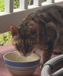 Found/Stray Unknown Cat last seen Amwell Road, Hillsborough Township, NJ 08844